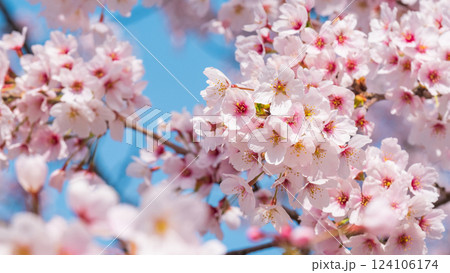 桜 桜 124106174
