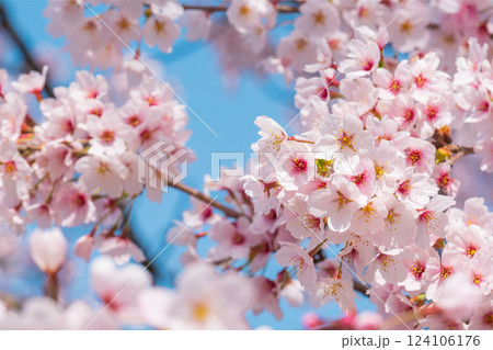 桜 桜 124106176