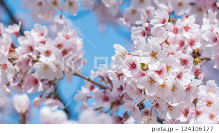 桜 124106177