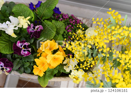 鉢植えの春の花、春のガーデニング 124106181