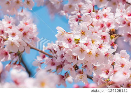 桜 124106182