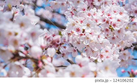 桜 桜 124106202