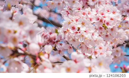 桜 桜 124106203