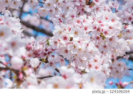 桜 124106204