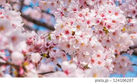 桜 桜 124106207