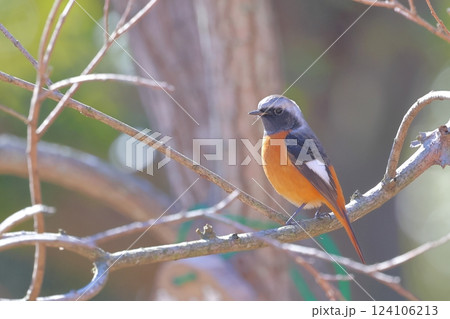 ジョウビタキ オス ジョウビタキ オス 124106213