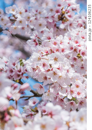 桜 124106235