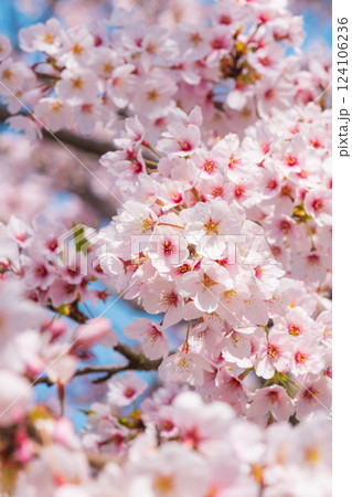桜 124106236