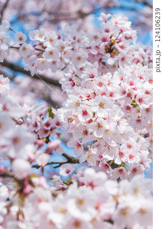 桜 桜 124106239