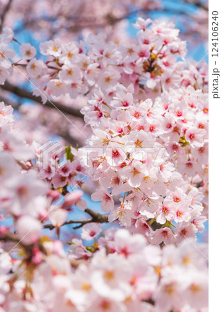 桜 桜 124106240