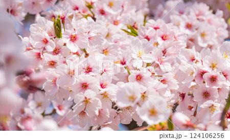 桜 124106256