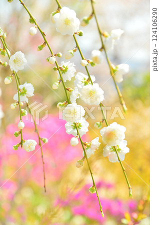 花桃の丘のしだれ梅 花桃の丘のしだれ梅 124106290
