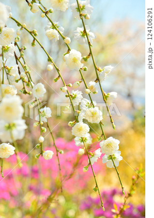 花桃の丘のしだれ梅 124106291