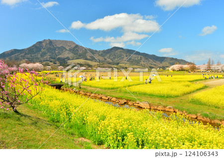 上堰潟公園の菜の花畑と角田山 124106343