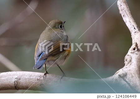 ルリビタキ　メス 124106449