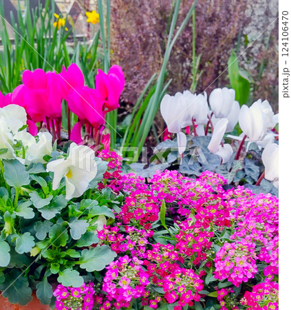 鉢植えの春の花、春のガーデニング、春の花の寄せ植え 鉢植えの春の花、春のガーデニング、春の花の寄せ植え 124106470