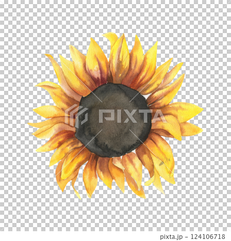 Sunflower watercolor illustration. Hand drawn isolated floral element, autumn field flower clipart for harvest season poster, decor, florist shop label, logo design Sunflower watercolor illustration. Hand drawn isolated floral element, autumn field flower clipart for harvest season poster, decor, florist shop label, logo design 124106718