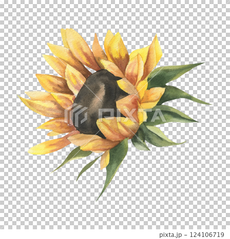 Sunny autumn flower, sunflower petal bloom watercolor illustration. Hand drawn fall seasonal field botanical element, yellow botanical clipart for wedding,poster, card,harvest season design 124106719