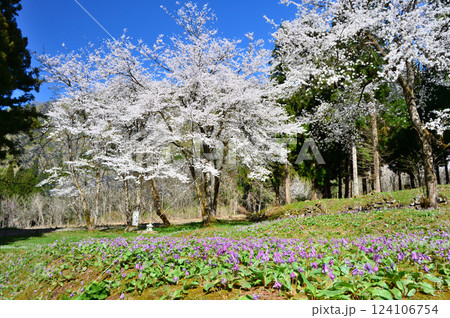 満開の桜とカタクリ 124106754