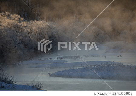 極寒の水辺で眠るタンチョウツル 124106905