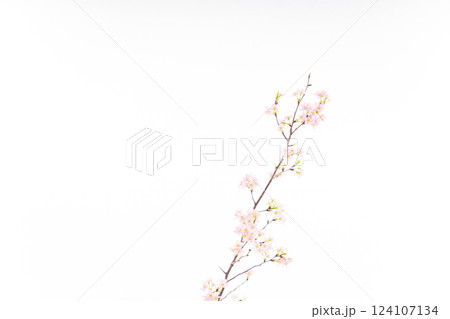桜（白バック） 124107134