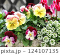 春の花の寄せ植え、ガーデニング 124107135