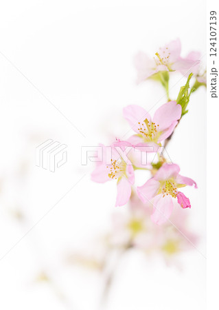 桜（白バック） 124107139