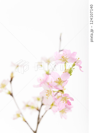 桜（白バック） 124107140