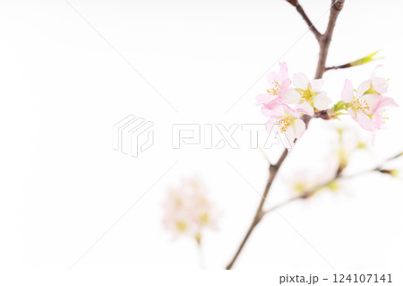 桜(白バック) 桜(白バック) 124107141