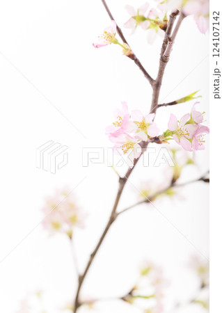 桜（白バック） 124107142