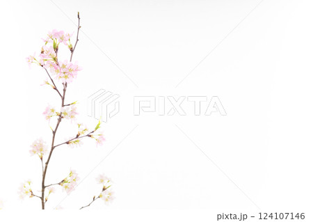 桜（白バック） 124107146