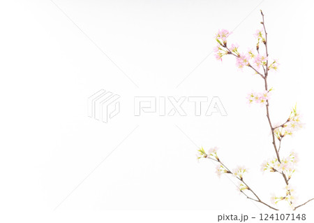 桜（白バック） 124107148