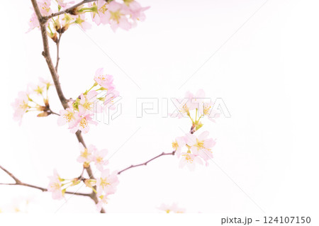 桜（白バック） 124107150