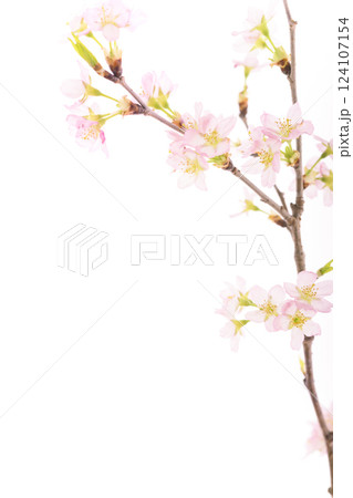 桜(白バック) 桜(白バック) 124107154