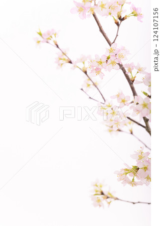 桜（白バック） 124107156