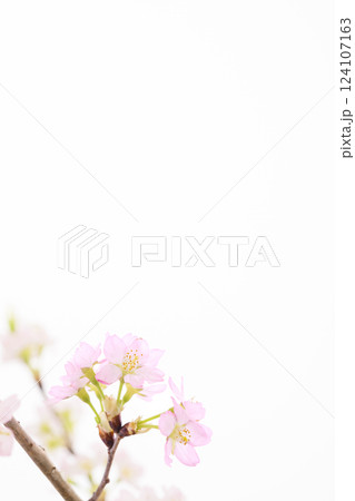 桜(白バック) 桜(白バック) 124107163