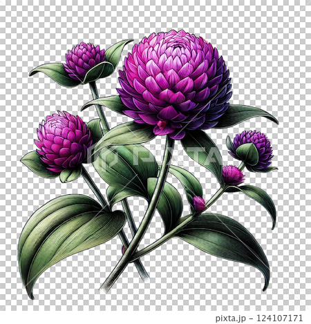 Beautiful illustration of a globe amaranth 124107171