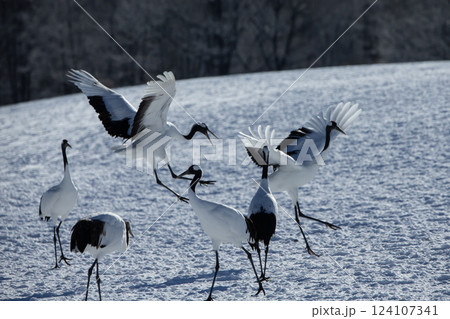 雪原のタンチョウツル 124107341