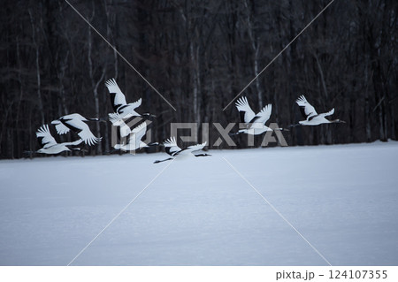 雪原のタンチョウツル 124107355