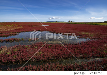 赤い絨毯広がる珊瑚草 124107556
