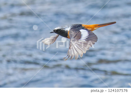 川辺で飛行するジョウビタキの雄 川辺で飛行するジョウビタキの雄 124107576