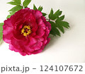 白背景に一輪の牡丹の花、赤い牡丹の花 124107672