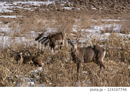 野付湾に逞しく生きるエゾシカ 124107746