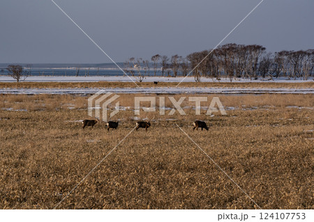 野付湾に逞しく生きるエゾシカ 124107753