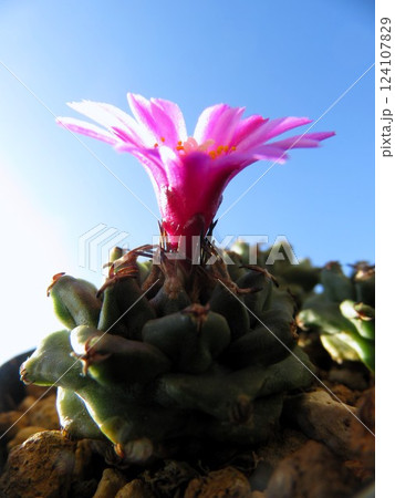 アロンソイ 開花 アロンソイ 開花 124107829