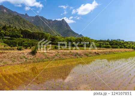 屋久島 世界自然遺産モッチョム岳と水田(春 屋久島 世界自然遺産モッチョム岳と水田(春 124107851