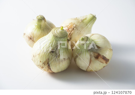 新玉ねぎ 124107870