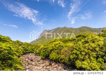 新録若葉 世界自然遺産モッチョム岳 屋久島(春 新録若葉 世界自然遺産モッチョム岳 屋久島(春 124107912