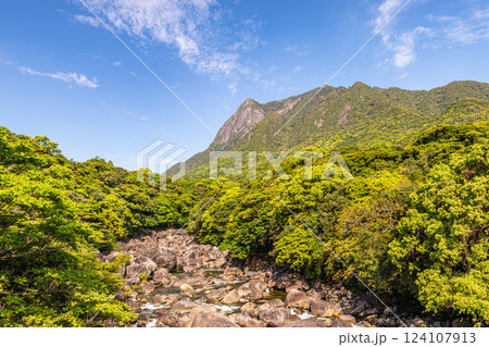 屋久島世界自然遺産モッチョム岳と鯛之川の春景色 124107913