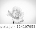 白背景に一輪のバラの花、モノクロの薔薇の背景 124107953